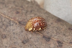 Paropsis ornata