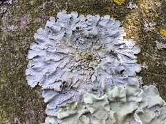 Crespoa crozalsiana