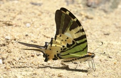 Graphium antiphates itamputi