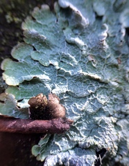 Crespoa crozalsiana