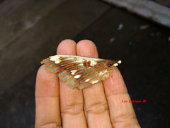 Citheronia splendens