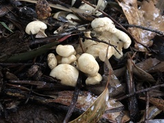 Leucopaxillus cerealis