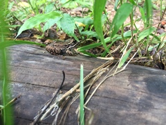 Pelophylax nigromaculatus