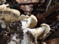 Leucopaxillus cerealis