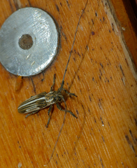 Parhippopsicon albosuturale