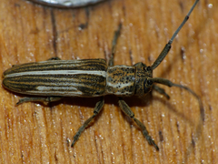 Parhippopsicon albosuturale