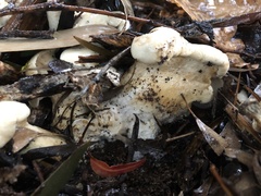 Leucopaxillus cerealis