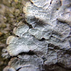 Crespoa crozalsiana