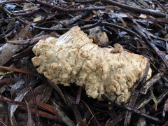 Leucopaxillus cerealis