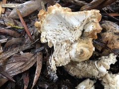 Leucopaxillus cerealis