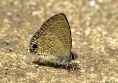 Prosotas nora superdates