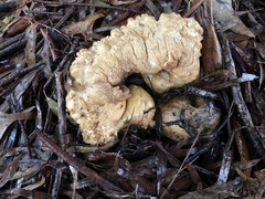 Leucopaxillus cerealis