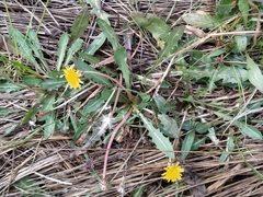 Taraxacum bessarabicum