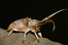 Crossotus stypticus