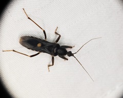 Ectomocoris atrox