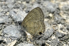 Prosotas nora superdates