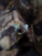 Burmannia nepalensis