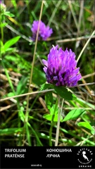 Trifolium pratense