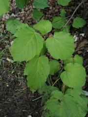 Acer tataricum