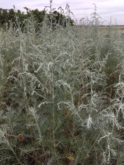 Artemisia maritima