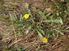 Taraxacum bessarabicum