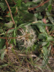 Taraxacum bessarabicum