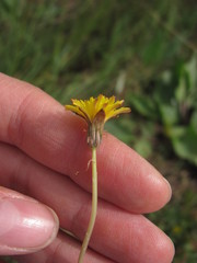 Taraxacum bessarabicum