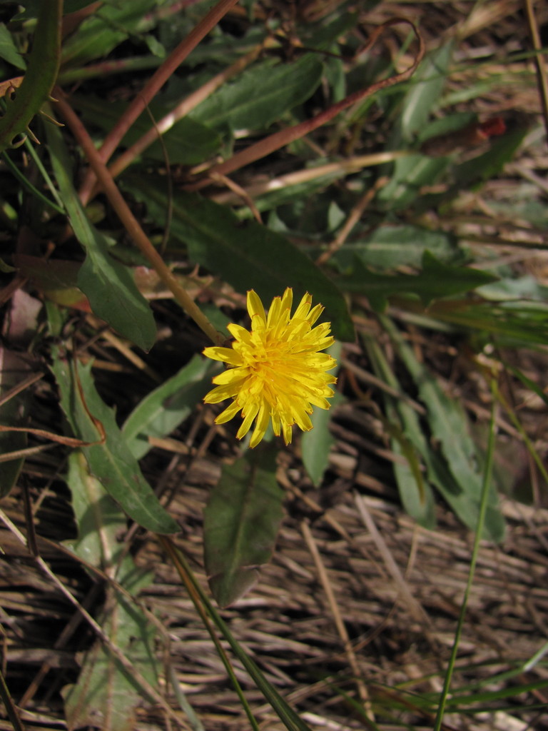 Piesis