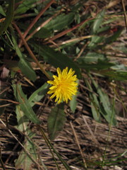 Taraxacum bessarabicum