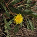 Taraxacum bessarabicum - Photo (c) Nadezhda Nayanova,  זכויות יוצרים חלקיות (CC BY-NC), הועלה על ידי Nadezhda Nayanova