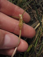 Taraxacum bessarabicum
