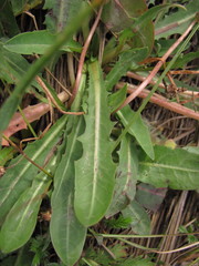 Taraxacum bessarabicum