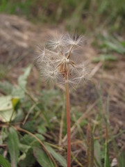 Taraxacum bessarabicum