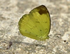 Eurema simulatrix tecmessa