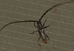 Pachydissus