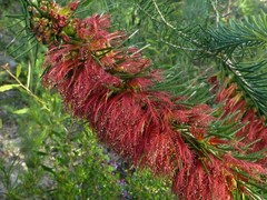 Melaleuca quadrifida