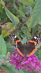 Vanessa atalanta