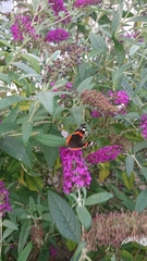 Vanessa atalanta