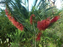 Melaleuca quadrifida