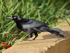 Quiscalus niger