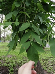 Fraxinus pennsylvanica