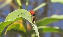Aethriamanta nymphaeae