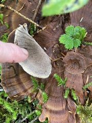 Phellodon tomentosus