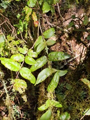 Metrosideros parkinsonii