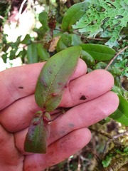 Metrosideros parkinsonii