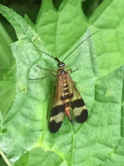 Panorpa japonica