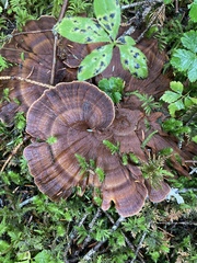 Phellodon tomentosus