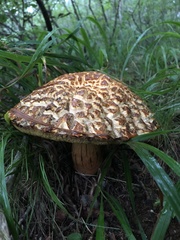 Rugiboletus extremiorientalis