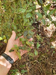 Metrosideros parkinsonii