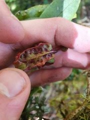 Metrosideros parkinsonii